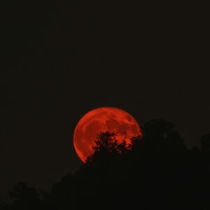Blood Moon Rising Over Forest